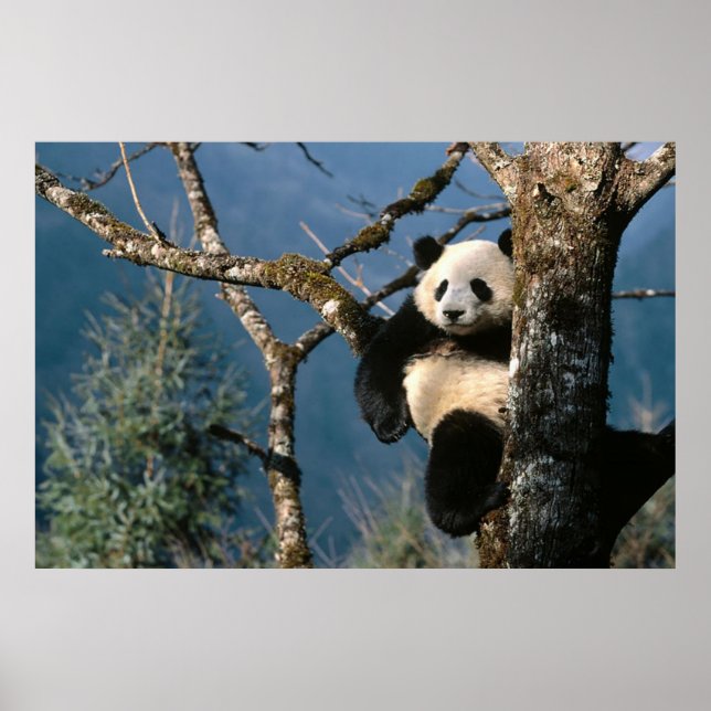 Póster Panda en un poster de árbol 3 (Frente)