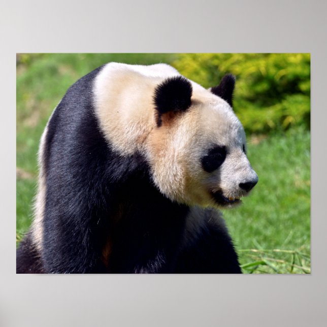 Póster Panda gigante de closeup visto desde perfil (Frente)
