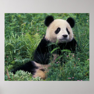 Póster Panda gigante en la hierba, Valle de Wolong, Sichu