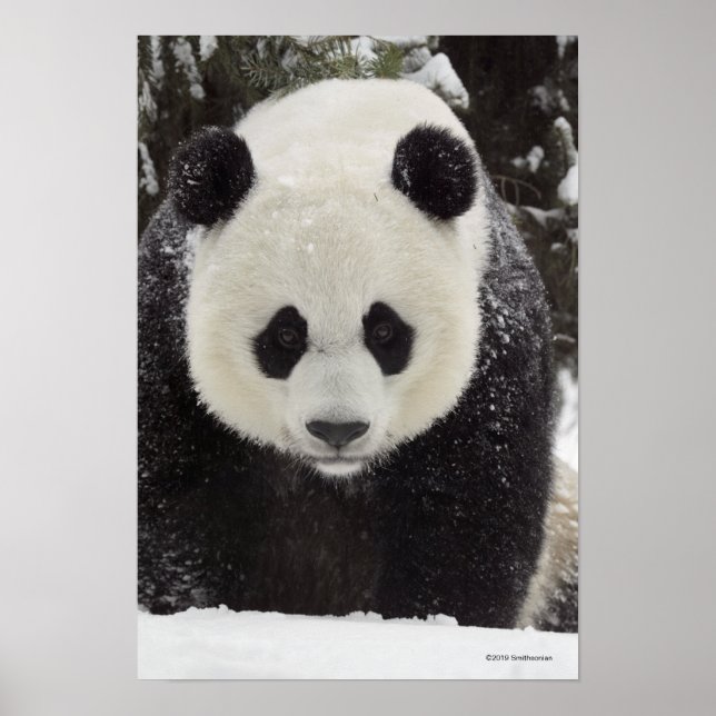 Póster Panda gigante en la nieve (Frente)