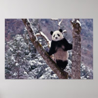 Panda gigante parado en un árbol, Wolong, Sichuan,