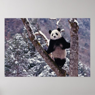 Póster Panda gigante parado en un árbol, Wolong, Sichuan,