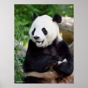 Póster Panda gigante que come el bambú