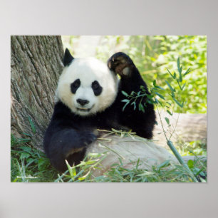 Póster Panda gigante que descansa contra árbol