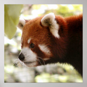 Póster Panda Poster