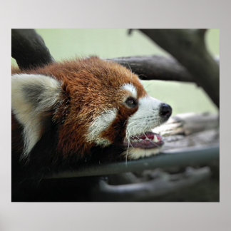 Póster Panda rojo