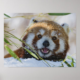 Póster Panda rojo