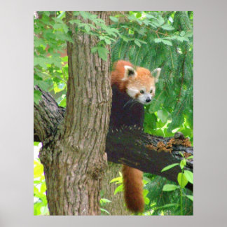 Póster Panda rojo
