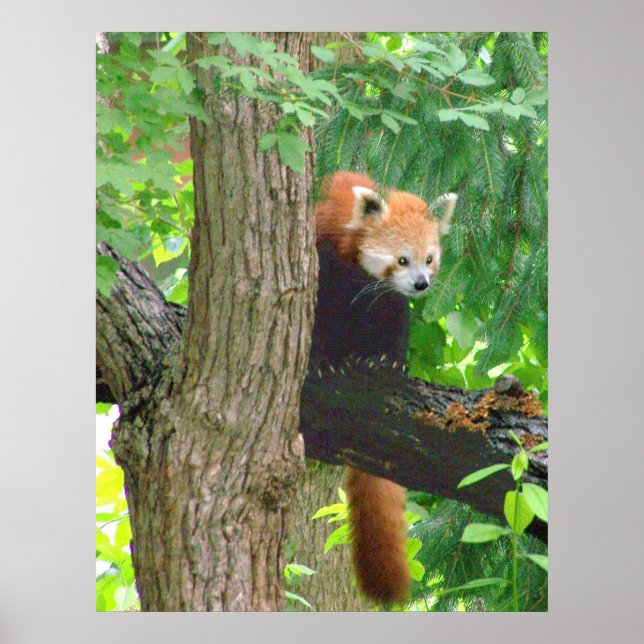 Póster Panda rojo (Frente)