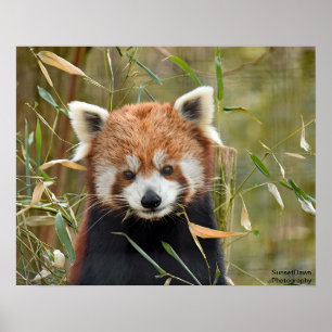 Póster Panda rojo