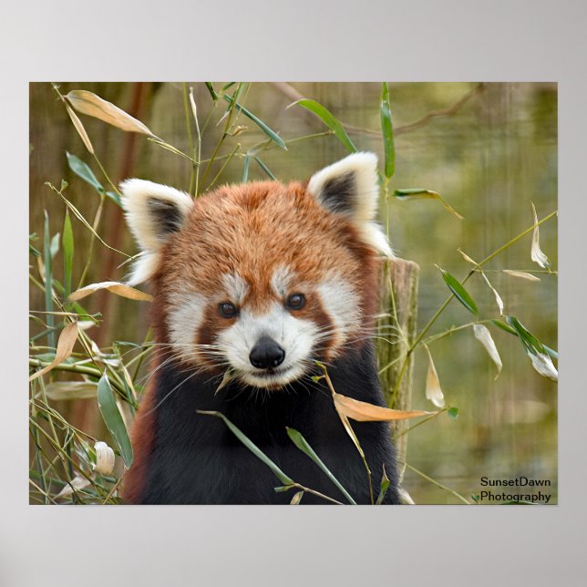 Póster Panda rojo (Frente)