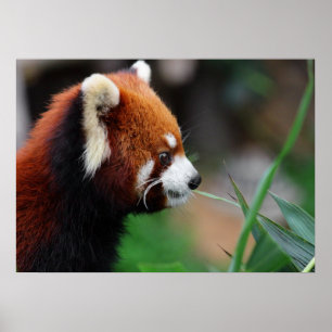 Póster Panda rojo