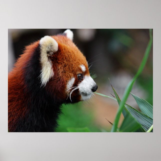 Póster Panda rojo (Frente)