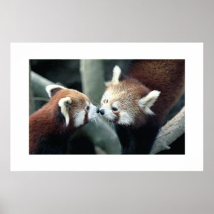 Póster Panda rojo #1