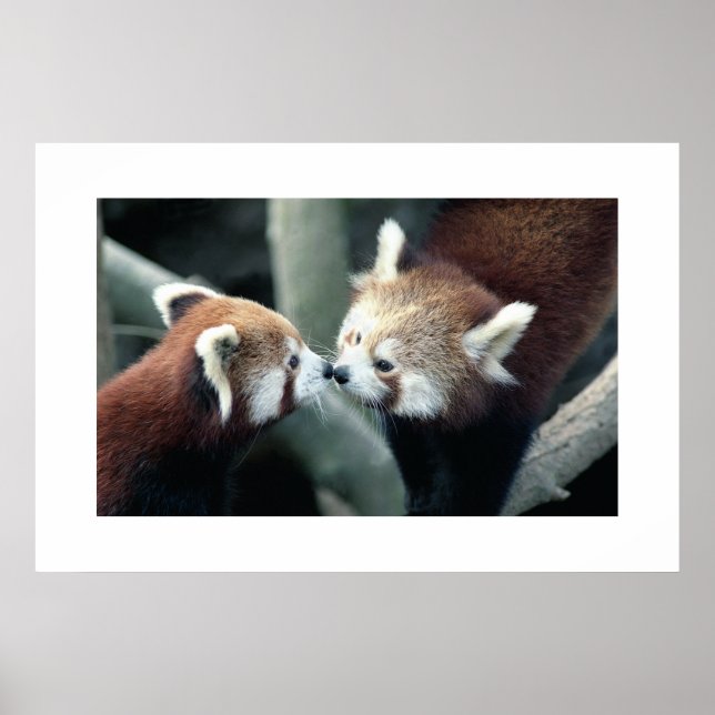 Póster Panda rojo #1 (Frente)