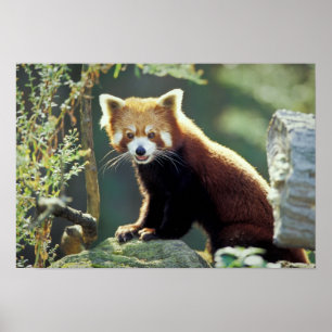 Póster Panda rojo Ailurus fulgens)