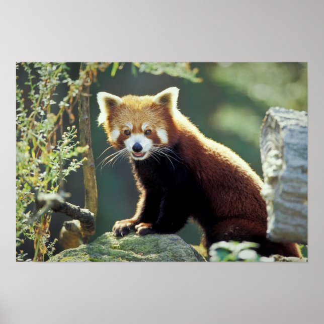Póster Panda rojo Ailurus fulgens) (Frente)