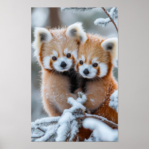 Póster Panda Rojo Animal Salvaje En Un Entorno Natural