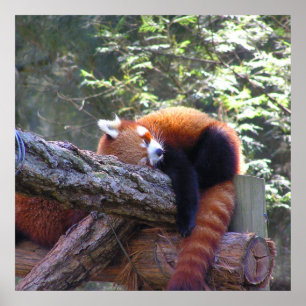 Póster Panda Rojo Dormido