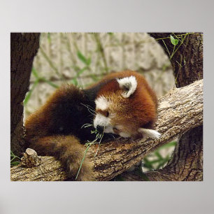 Póster Panda rojo durmiente suave con comida en la boca