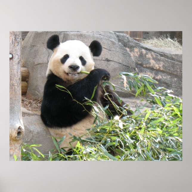 Póster Panda Snack (Frente)