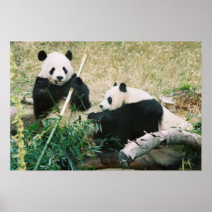 Póster Pandas (3) Poster