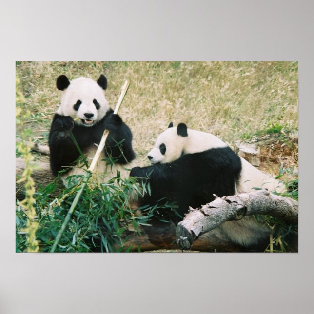 Póster Pandas (3) Poster (Frente)