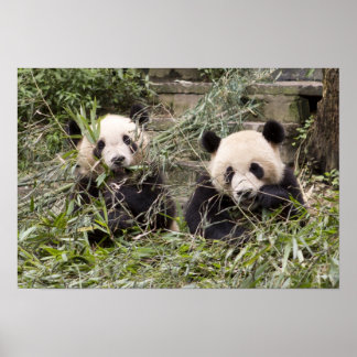 Póster ¡Pandas comiendo Bambú!