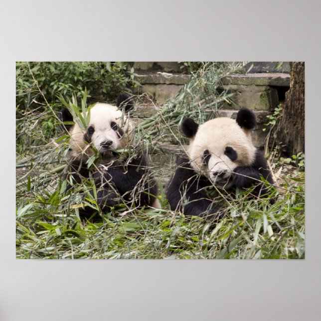Póster ¡Pandas comiendo Bambú! (Frente)