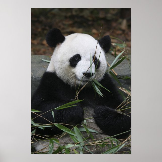 Póster Pandas gigantes en la Gigante Protección Panda y (Frente)
