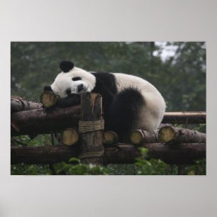 Póster Pandas gigantes en la Gigante Protección Panda y 3