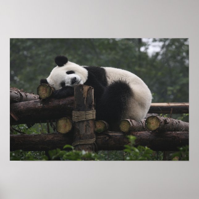 Póster Pandas gigantes en la Gigante Protección Panda y 3 (Frente)