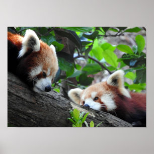 Póster Pandas rojos
