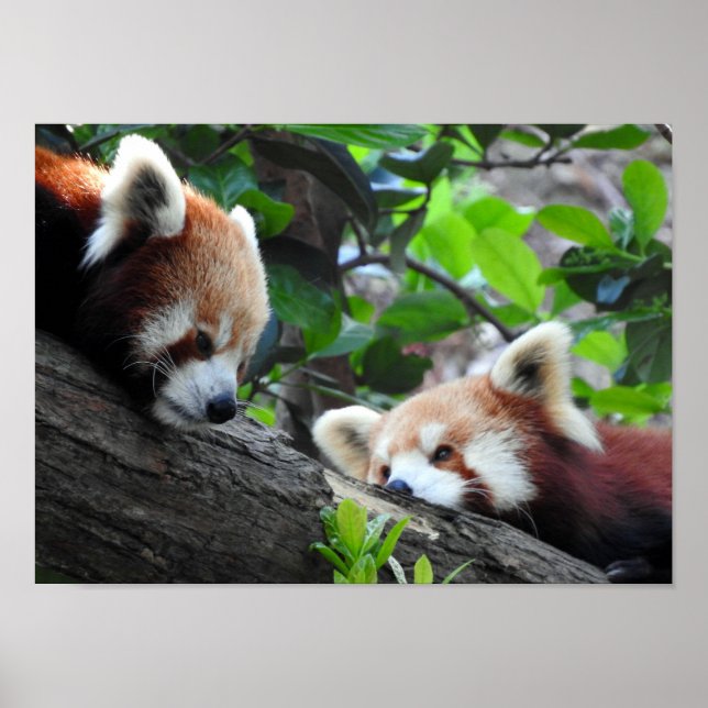 Póster Pandas rojos (Frente)