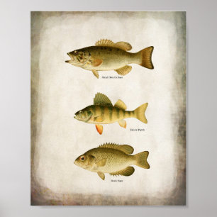 Póster Panfish Fish Perch Bass y Walleye Wall Art