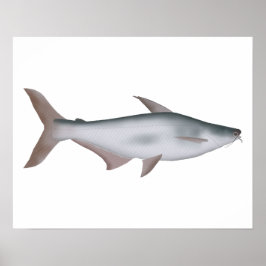 Póster Pangas Catfish