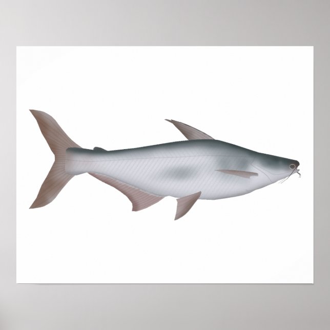 Póster Pangas Catfish (Frente)