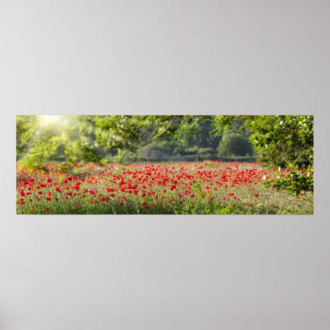 Póster Panorama de campo de amapola en primavera (Frente)