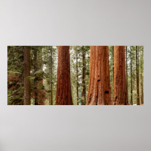 Póster Panorama de Secuoya Gigante