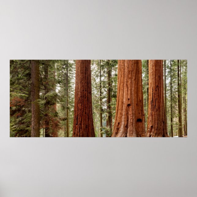 Póster Panorama de Secuoya Gigante (Frente)