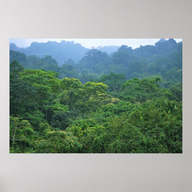 Póster Panorama del dosel forestal (Frente)