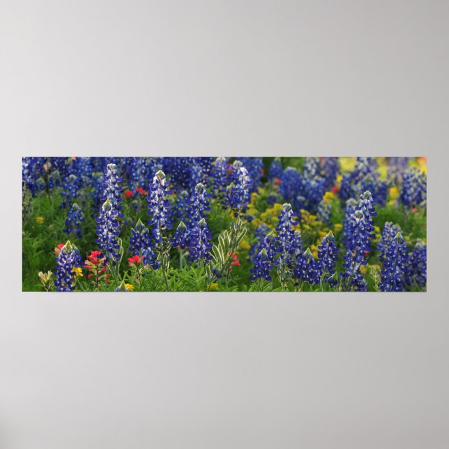 Póster Panoramic Bluebonnet Scene (Frente)