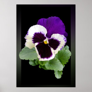 Póster pansia blanca y violeta