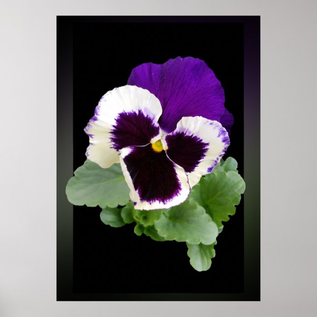 Póster pansia blanca y violeta (Frente)