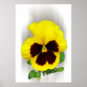 Póster pansia borgoñona amarilla