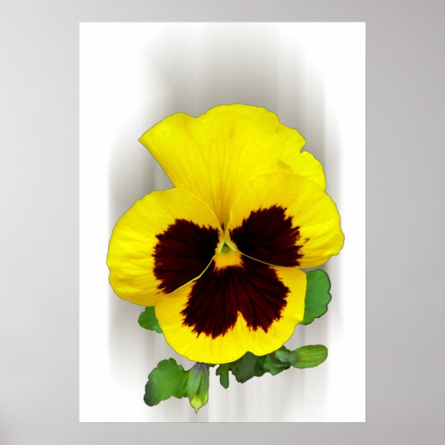 Póster pansia borgoñona amarilla (Frente)