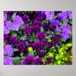 Póster Pansies