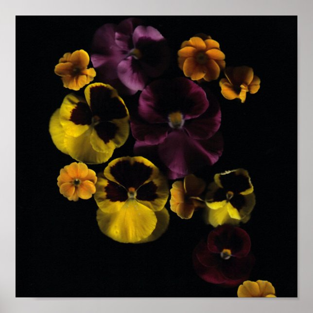 Póster Pansies & Primroses (Frente)