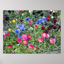 Póster Pansies y dias