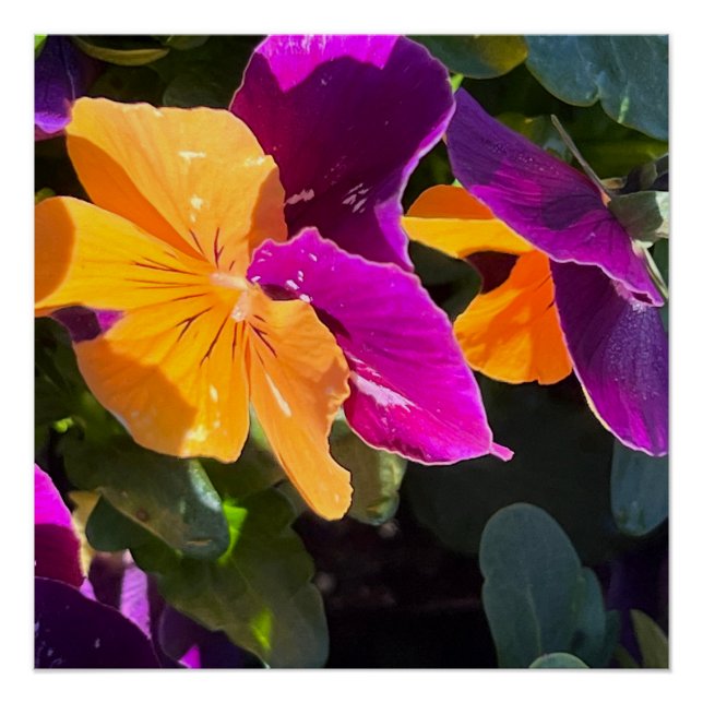 Poster Pansy (Anverso)